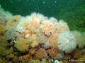 foto de buceo