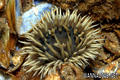 foto de buceo