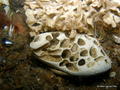foto de buceo