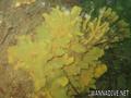 foto de buceo