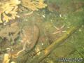 foto de buceo