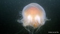 foto de buceo