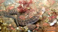 foto de buceo