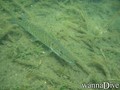 foto de buceo
