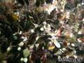 foto de buceo