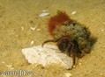 foto de buceo
