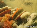 foto de buceo