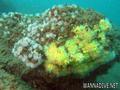 foto de buceo