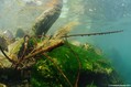 foto de buceo