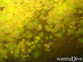foto de buceo