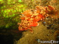 foto de buceo