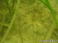 foto de buceo