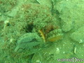 foto de buceo