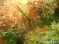 foto de buceo