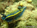 foto de buceo