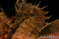 foto de buceo