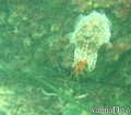 foto de buceo