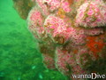 foto de buceo
