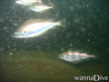 foto de buceo