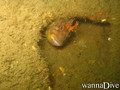 foto de buceo