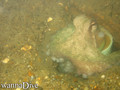 foto de buceo