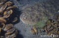 foto de buceo