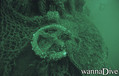 foto de buceo