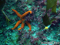 foto de buceo