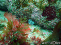 foto de buceo