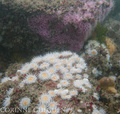 foto de buceo