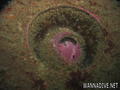 foto de buceo