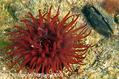 foto de buceo