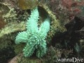 foto de buceo