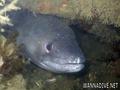foto de buceo