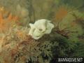 foto de buceo
