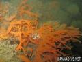 foto de buceo