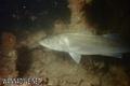 foto de buceo