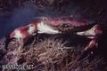 foto de buceo