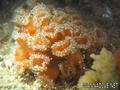 foto de buceo