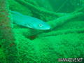 foto de buceo