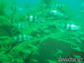 foto de buceo