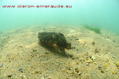 foto de buceo