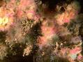 foto de buceo