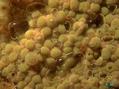 foto de buceo