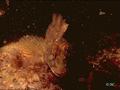 foto de buceo