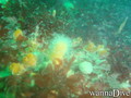 foto de buceo