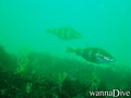 foto de buceo