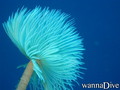 foto de buceo