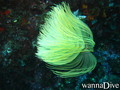foto de buceo