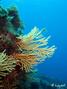 foto de buceo